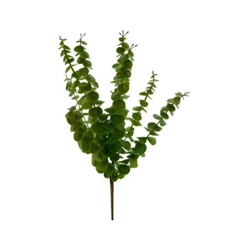 Buque Eucalipto 50cm