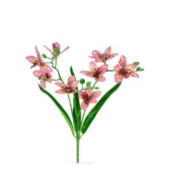 Buque Orquidea C/03