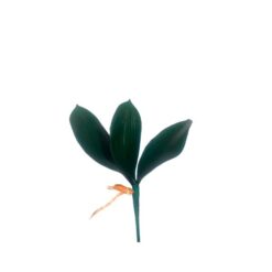 Folha Orquidea 24x7cm C/03