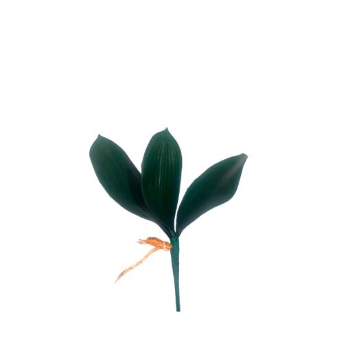 Folha Orquidea 24x7cm C/03