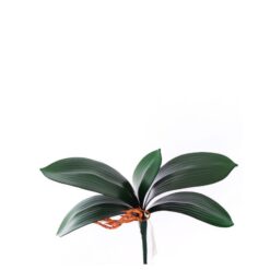 Folha Orquidea 26cm C/05