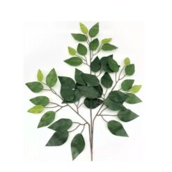 Galho Folha Ficus