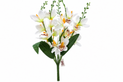 Buque Orquidea C/05